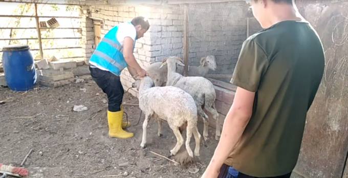 Ensar Vakfı Denizli Şubesinden Kurban Faaliyeti